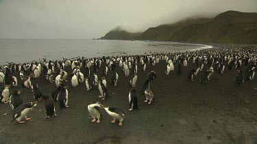 Royal Penguins