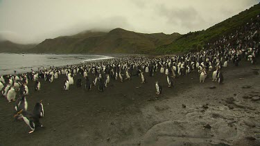 Royal Penguins