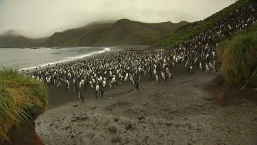 Royal Penguins