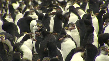 Royal Penguins