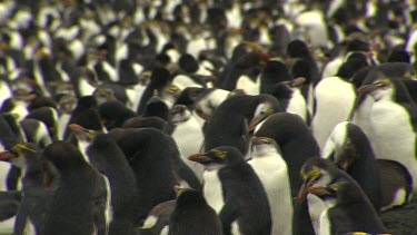 Royal Penguins