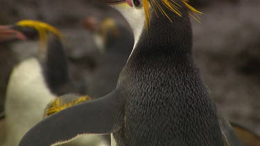 Royal Penguins