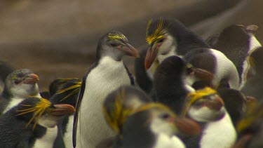 Royal Penguins