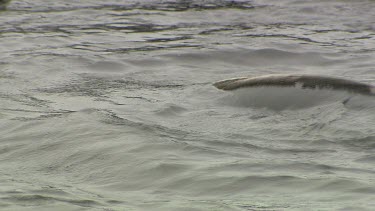 Elephant Seal