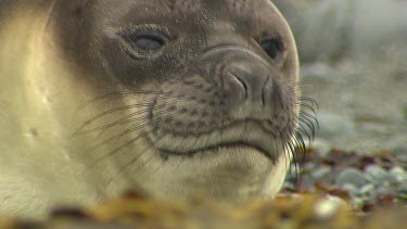 Elephant Seal