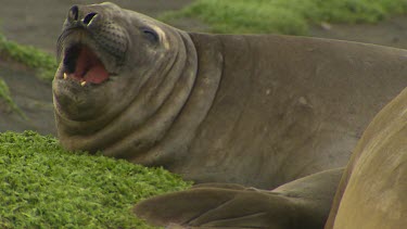 Elephant Seal