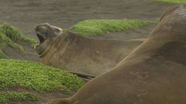 Elephant Seal