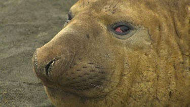 Elephant Seal