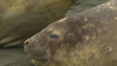 Elephant Seal