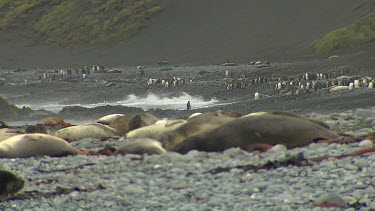 Elephant Seal