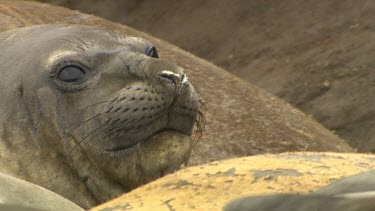 Elephant Seal