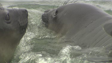 Elephant Seal