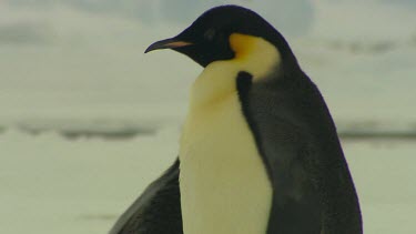 Emporer Penguins