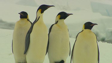 Emporer Penguins