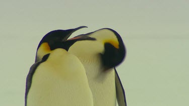 Emporer Penguins