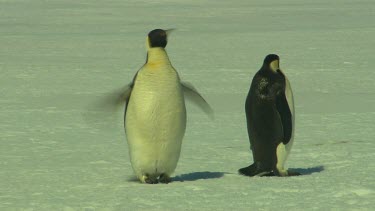 Emporer Penguins