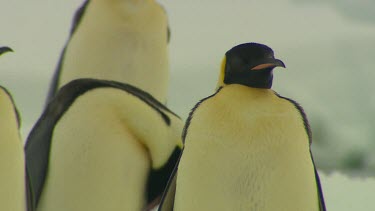 Emporer Penguins