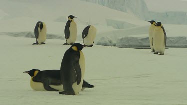 Emporer Penguins