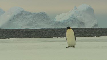 Emporer Penguins