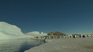 Adelie Penguins