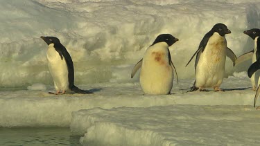 Adelie Penguins