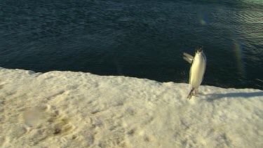 Adelie Penguins