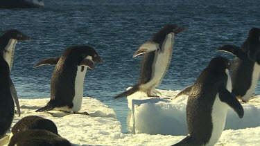 Adelie Penguins