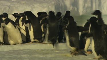 Adelie Penguins