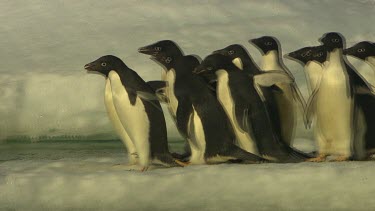 Adelie Penguins