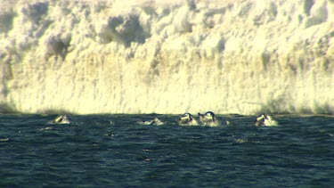 Adelie Penguins