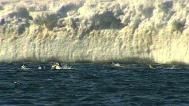 Adelie Penguins