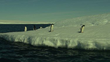 Adelie Penguins