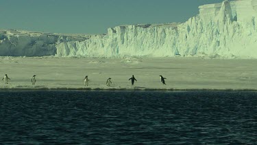 Adelie Penguins