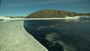 Adelie Penguins