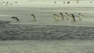 Adelie Penguins