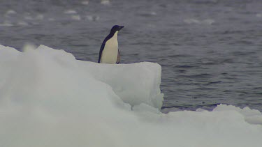 Adelie Penguins