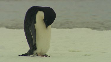 Adelie Penguins