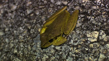 Northern Stoney Creek Tree-Frog