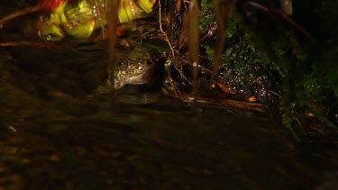 Dainstree Waterfall Frog