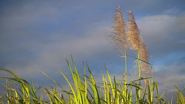 Sugar Cane/Farming at Cairns