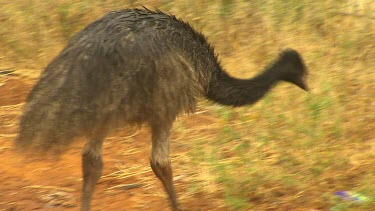 Kalgoorlie Wildlife Scenic