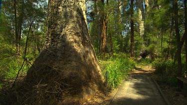 Valley of the Giants Scenic