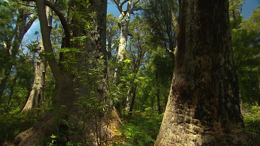 Valley of the Giants Scenic