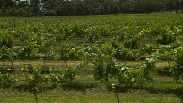 Margaret River Vineyards & Farms Scenic