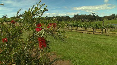 Margaret River Vineyards & Farms Scenic