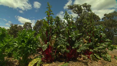 Margaret River Organic Food