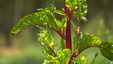 Margaret River Organic Food