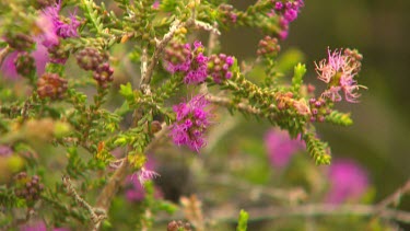 Esperance Flora Scenic