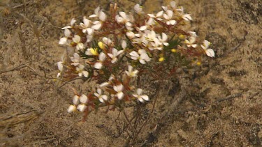 Esperance Flora Scenic