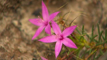 Esperance Flora Scenic